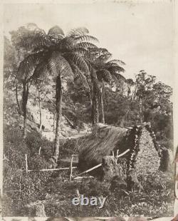 1870's PHOTO NEW ZEALAND THATCHED DWELLING IN PALM TREES