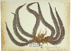 1890 Artistic Herbarium NEW ZEALAND FERNS Mrs Tom Bell King of Kermadecs