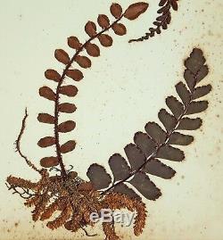 1890 Artistic Herbarium NEW ZEALAND FERNS Mrs Tom Bell King of Kermadecs