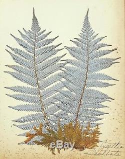 1890 Artistic Herbarium NEW ZEALAND FERNS Mrs Tom Bell King of Kermadecs