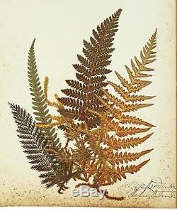 1890 Artistic Herbarium NEW ZEALAND FERNS Mrs Tom Bell King of Kermadecs