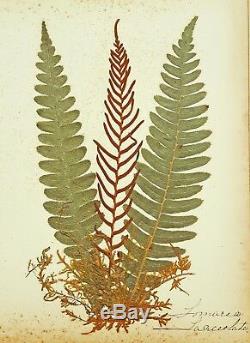 1890 Artistic Herbarium NEW ZEALAND FERNS Mrs Tom Bell King of Kermadecs