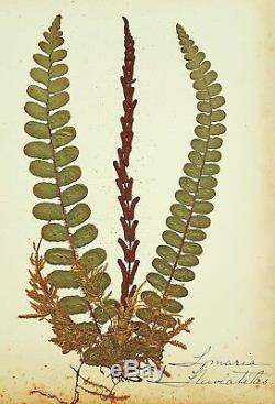 1890 Artistic Herbarium NEW ZEALAND FERNS Mrs Tom Bell King of Kermadecs