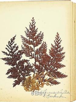 1890 Artistic Herbarium NEW ZEALAND FERNS Mrs Tom Bell King of Kermadecs