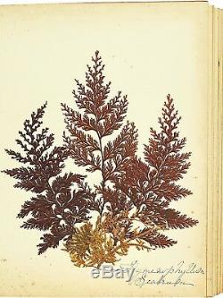 1890 Artistic Herbarium NEW ZEALAND FERNS Mrs Tom Bell King of Kermadecs