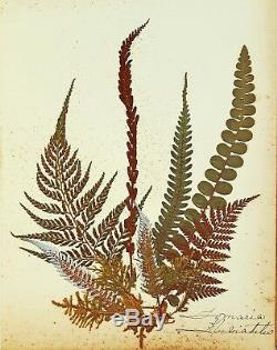 1890 Artistic Herbarium NEW ZEALAND FERNS Mrs Tom Bell King of Kermadecs