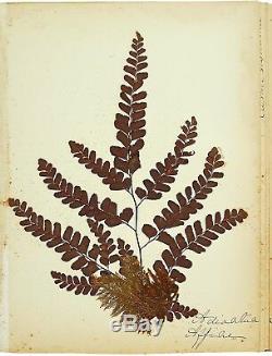 1890 Artistic Herbarium NEW ZEALAND FERNS Mrs Tom Bell King of Kermadecs