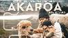 Alpaca Hugs And Orca Sightings Why Akaroa Is A Must Visit New Zealand