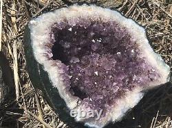 Amythyst From New Zealand Almost 6 #