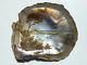 Antique New Zealand Oyster Shell Painting by John Philemon Backhouse (1845-1908)