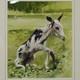 Bruce Harvey New Zealand artist NEWBORN Baby Goat Painting Tempura and Waterco