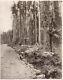C. 1880's PHOTO NEW ZEALAND VIEW IN THE BLACK PINE FOREST HOKATIKA RIVER
