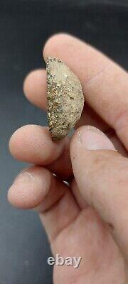 EXTREMELY RARE Beaumontites Ammonite Triassic New Zealand