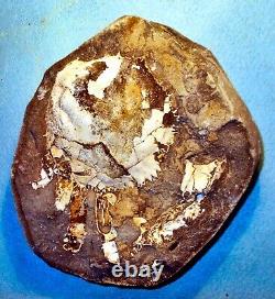 Fine 12cm+ near complete pos/neg Trichopaltarion greggi Pliocene, New Zealand