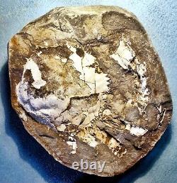 Fine 12cm+ near complete pos/neg Trichopaltarion greggi Pliocene, New Zealand