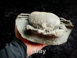 Fossil Crab From New Zealand