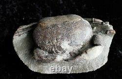 Fossil Crab From New Zealand
