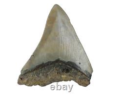 Fossil Shark Teeth Carcharodon megalodon Cape Foulwind. New Zealand EA8859