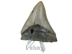 Fossil Shark Teeth Carcharodon megalodon Cape Foulwind. New Zealand EA8859