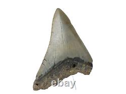 Fossil Shark Teeth Carcharodon megalodon Cape Foulwind. New Zealand EA8859