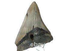 Fossil Shark Teeth Carcharodon megalodon Cape Foulwind. New Zealand EA8859