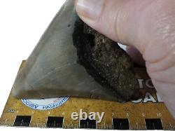 Fossil Shark Teeth Carcharodon megalodon Cape Foulwind. New Zealand EA8859