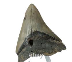 Fossil Shark Teeth Carcharodon megalodon Cape Foulwind. New Zealand EA8859