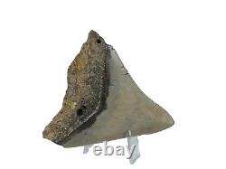 Fossil Shark Teeth Carcharodon megalodon Cape Foulwind. New Zealand EA8859