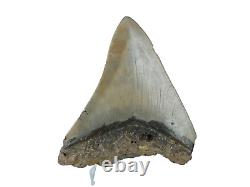 Fossil Shark Teeth Carcharodon megalodon Cape Foulwind. New Zealand EA8859