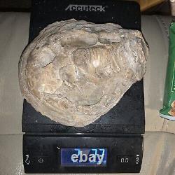 Fossilized Old Fossil Oyster Sea Shell Shows Fantastic Detail Whole New Zealand