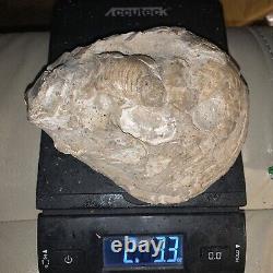 Fossilized Old Fossil Oyster Sea Shell Shows Fantastic Detail Whole New Zealand