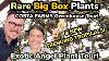 Here It Is Rare Big Box Plants Costa Farms Greenhouse Tour Exotic Angel Plant Collection