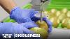 How A 1 Billion Gold Kiwi Breed Saved New Zealand S Industry Big Business Business Insider