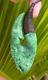 Huge N Jerry Inanga Pounamu Greenstone Flower Jade Engraved Maori Hei Matau Hook