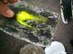 New Zealand Greenstone Nephrite Jade Pounamu translucent slab lapidary carving