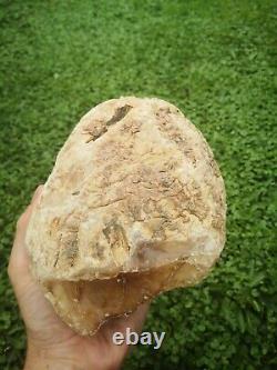 New Zealand Kauri Gum young amber copal 660 gram piece high quality