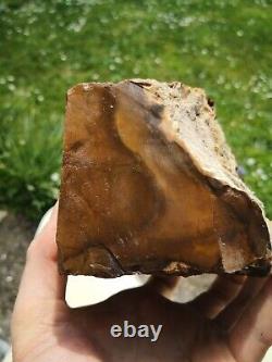 Petrified wood big 1.9 kg Rare New Zealand mineral Lapidary natural crystal