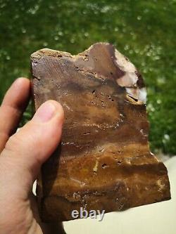 Petrified wood big 1.9 kg Rare New Zealand mineral Lapidary natural crystal