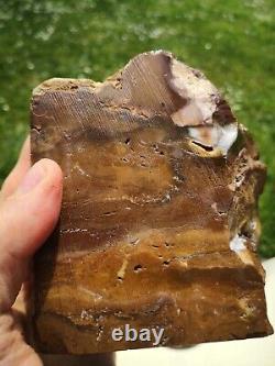 Petrified wood big 1.9 kg Rare New Zealand mineral Lapidary natural crystal
