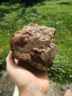 Petrified wood big 1.9 kg Rare New Zealand mineral Lapidary natural crystal