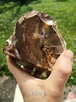 Petrified wood big 1.9 kg Rare New Zealand mineral Lapidary natural crystal