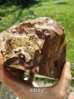 Petrified wood big 1.9 kg Rare New Zealand mineral Lapidary natural crystal