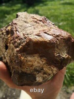 Petrified wood big 1.9 kg Rare New Zealand mineral Lapidary natural crystal