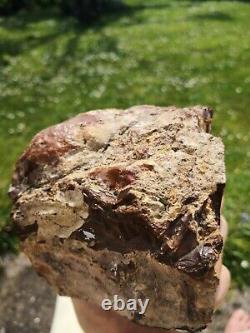 Petrified wood big 1.9 kg Rare New Zealand mineral Lapidary natural crystal