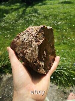 Petrified wood big 1.9 kg Rare New Zealand mineral Lapidary natural crystal