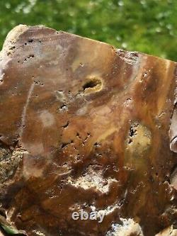 Petrified wood big 1.9 kg Rare New Zealand mineral Lapidary natural crystal