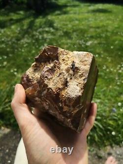 Petrified wood big 1.9 kg Rare New Zealand mineral Lapidary natural crystal