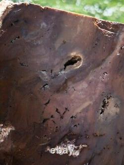 Petrified wood big 1.9 kg Rare New Zealand mineral Lapidary natural crystal