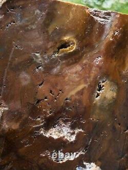 Petrified wood big 1.9 kg Rare New Zealand mineral Lapidary natural crystal