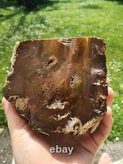Petrified wood big 1.9 kg Rare New Zealand mineral Lapidary natural crystal